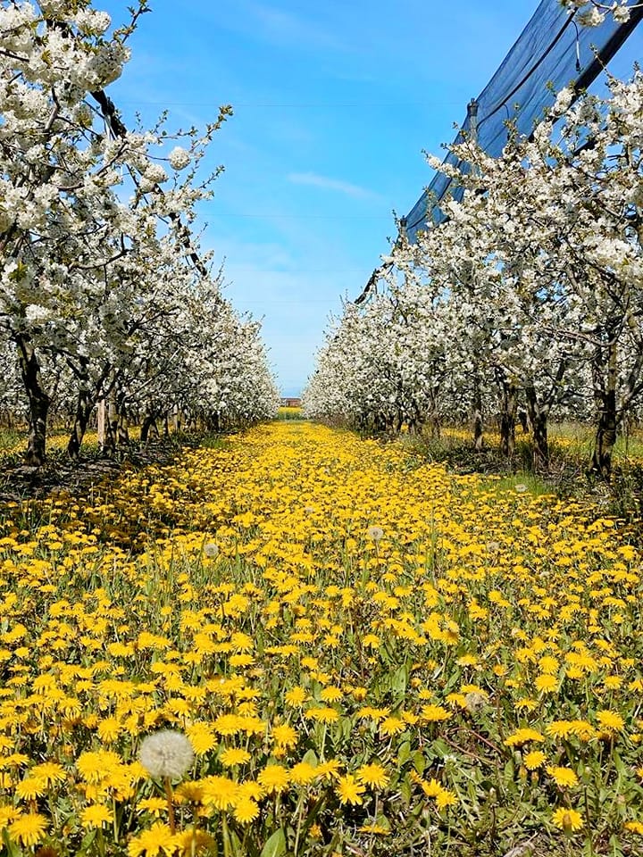 Livadă pomi fructiferi situată în Zimandu Nou, jud. Arad, compusă din plantație pomi fructiferi, hală și utilaje